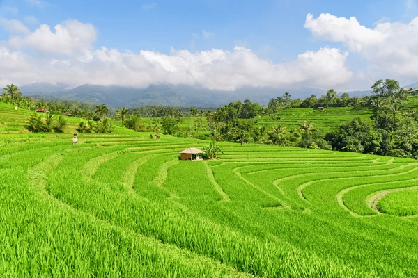 Bali Holiday Package