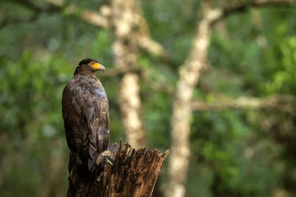 Sri Lanka Wildlife Holiday