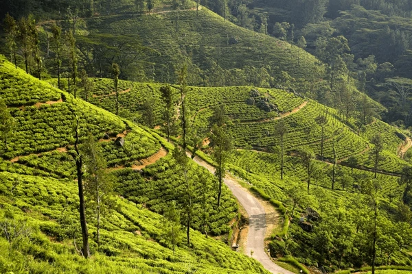 Kandy Tour Deals