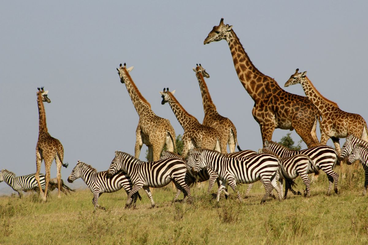 Kenya Holidays