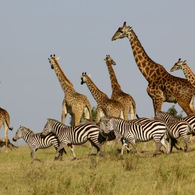 Kenya Holidays