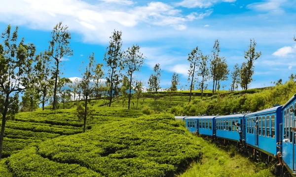 Nuwara Eliya Holiday Deals