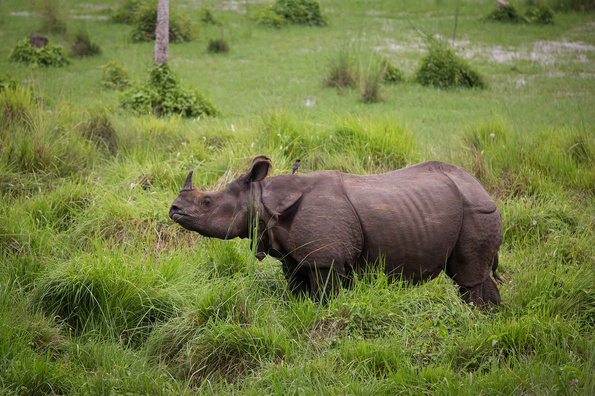 Chitwan National Park