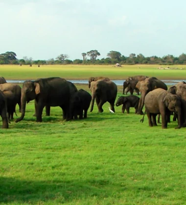 Sri Lanka Holidays