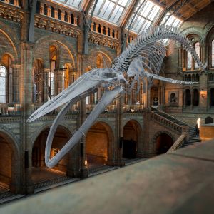 Flights to London from Austin