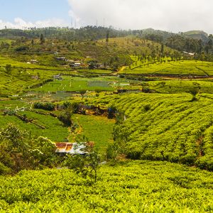 Nuwara Eliya Hotels