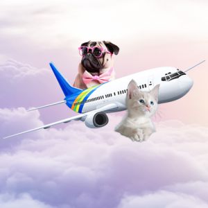 Airlines which we Offer