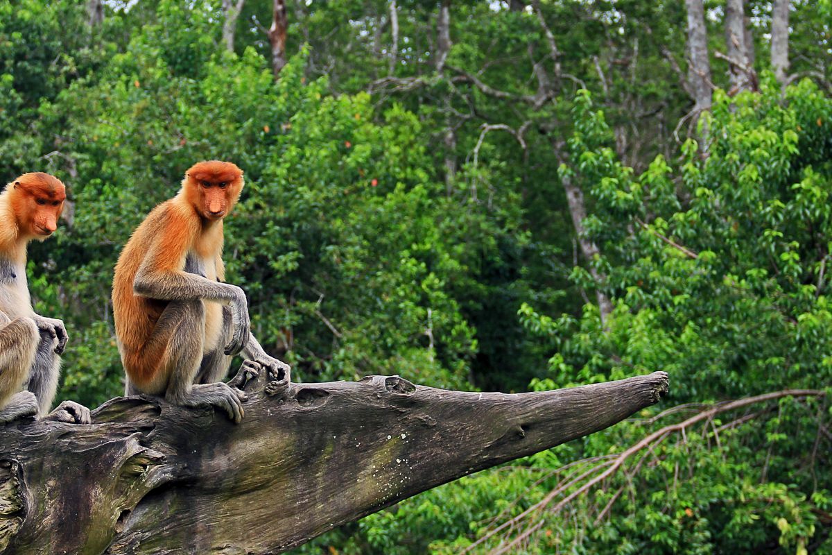 City to Rainforest: 8 Nights of Bangkok & Borneo Discovery