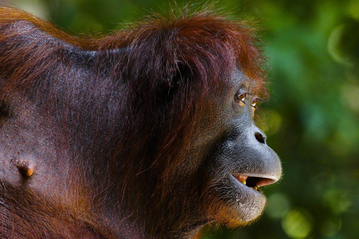 City to Rainforest: 8 Nights of Bangkok & Borneo Discovery