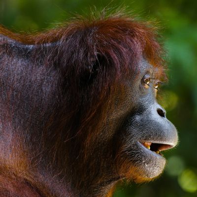 City to Rainforest: 8 Nights of Bangkok & Borneo Discovery