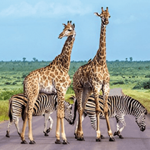 Kruger Park Holidays