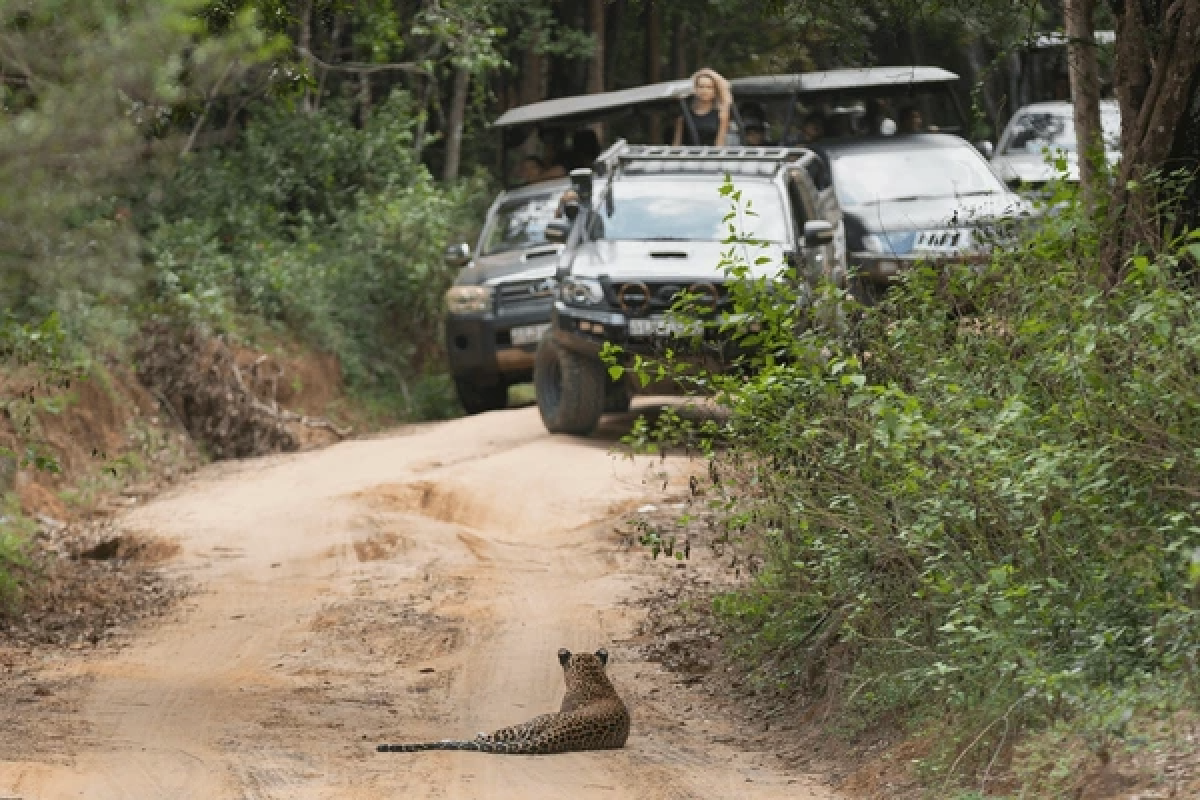 Sri Lanka Wildlife