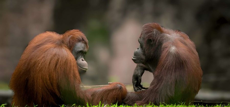 Asia’s Hidden Wilderness: Elephant Hills & Borneo – 9 Nights