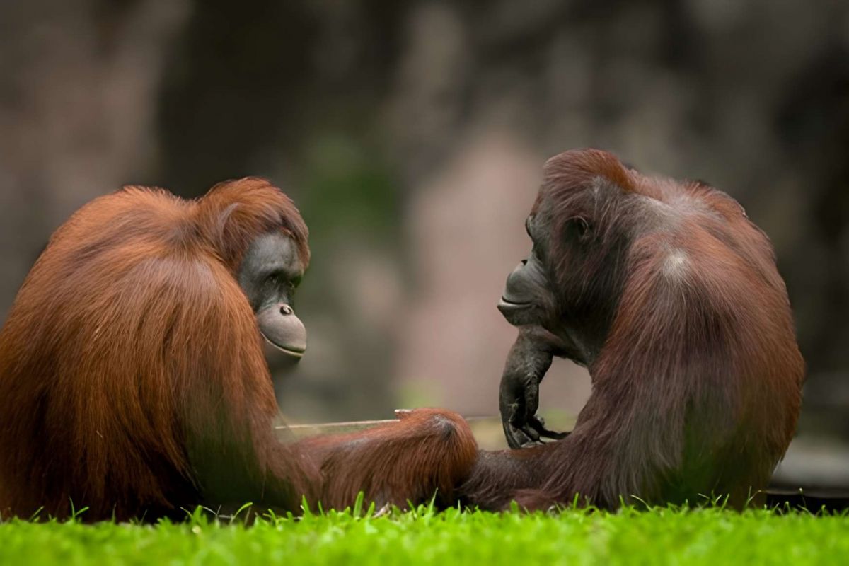 Asia’s Hidden Wilderness: Elephant Hills & Borneo – 9 Nights