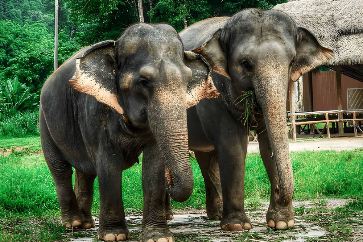 Asia’s Hidden Wilderness: Elephant Hills & Borneo – 9 Nights
