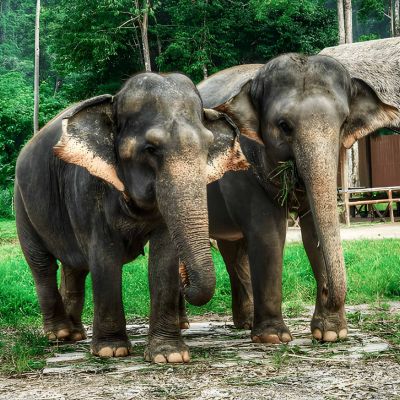 Asia’s Hidden Wilderness: Elephant Hills & Borneo – 9 Nights