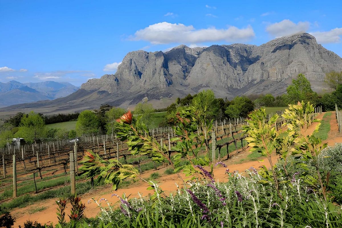 Cape Town & Stellenbosch