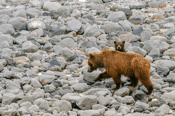 Glacier Bay National Park