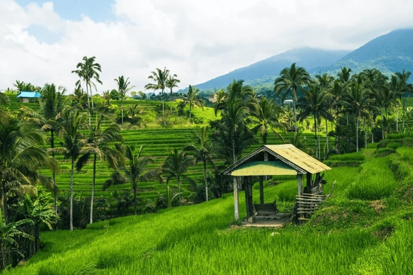 Ubud Holiday Deals