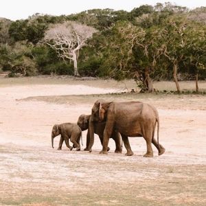 Yala Hotels