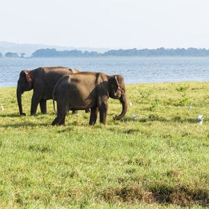 Yala Holidays