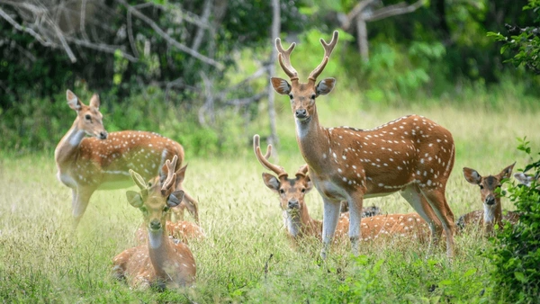 Yala Travel Deals