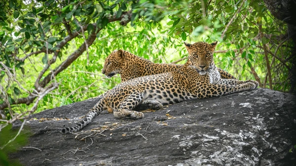 Yala Tour Package